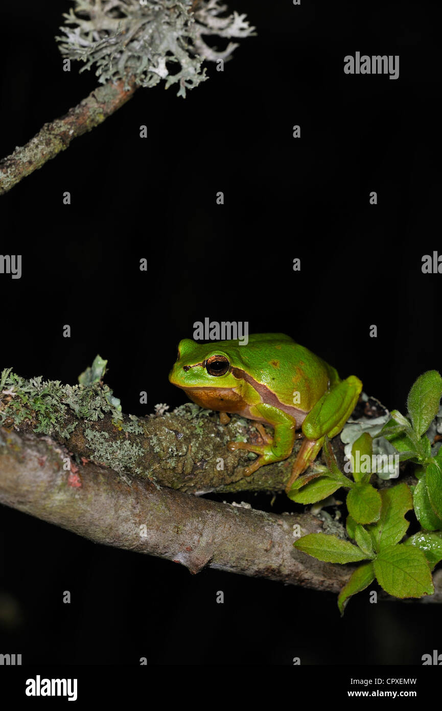 Unione / comune raganella (Hyla arborea) seduto sul lichen ramo coperto di arbusti di notte Foto Stock
