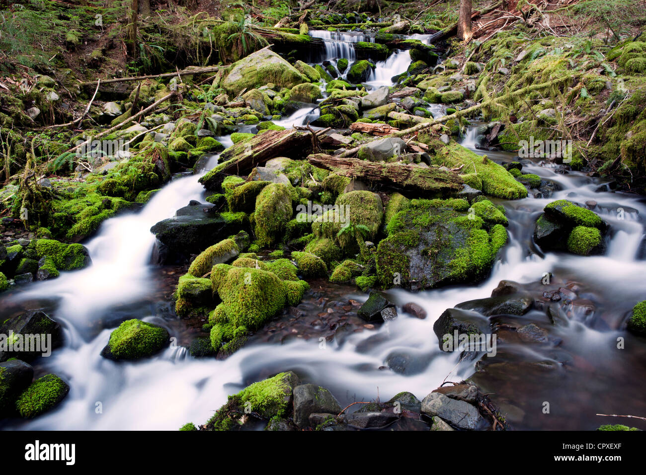 Creek vicino a Sol Duc Falls - Parco nazionale di Olympic, vicino a Port Angeles, Washington, Stati Uniti d'America Foto Stock