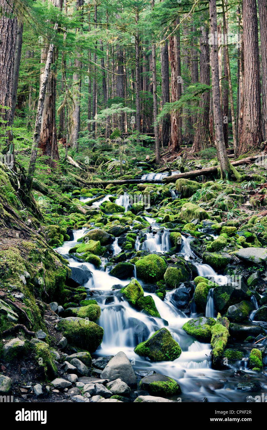 Creek vicino a Sol Duc Falls - Parco nazionale di Olympic, vicino a Port Angeles, Washington, Stati Uniti d'America Foto Stock