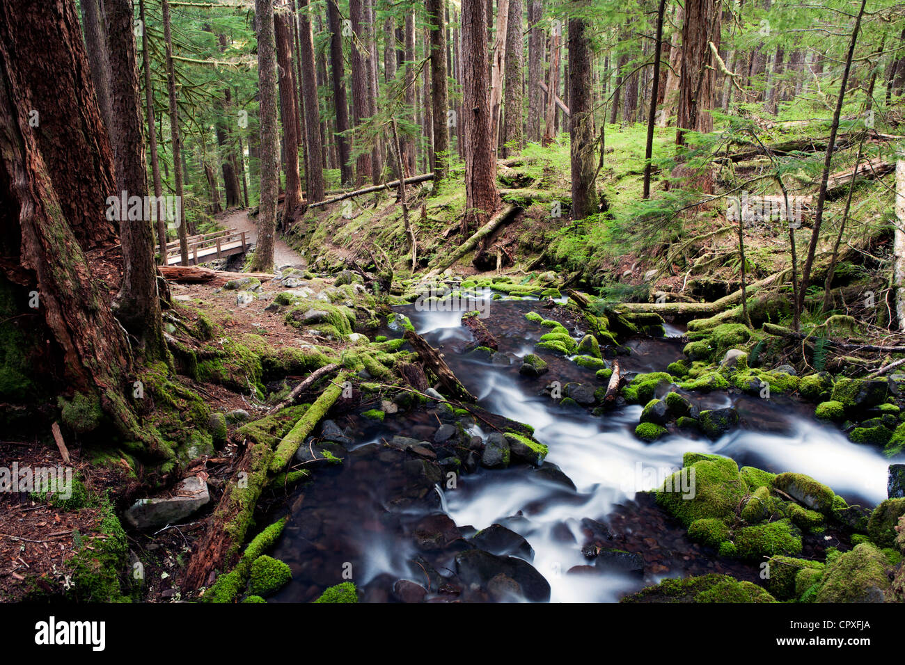 Creek vicino a Sol Duc Falls - Parco nazionale di Olympic, vicino a Port Angeles, Washington, Stati Uniti d'America Foto Stock