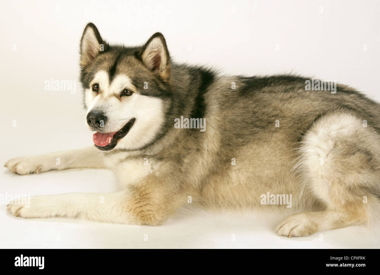 Alaskan Malamute su uno sfondo bianco. Foto Stock
