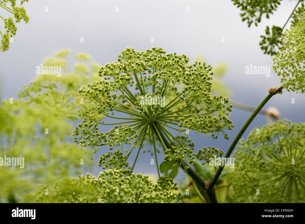 Angelica sylvestris contro un cielo tempestoso. Foto Stock