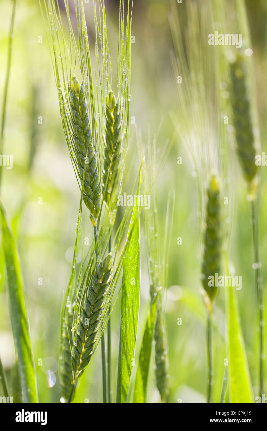 Impianti di Emmer (Triticum Dicoccum) Foto Stock