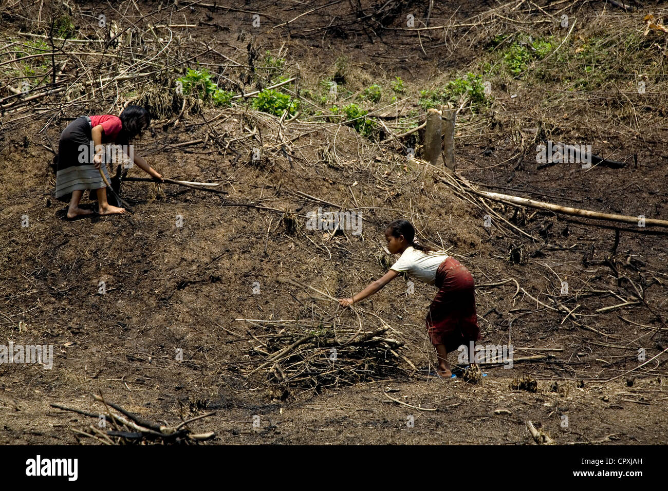 Laos Oudomsai Provincia a fianco della foresta del Mekong è impostato sul fuoco al fine di pratica slash masterizzare agricoltura Laos principalmente di coltivare riso Foto Stock