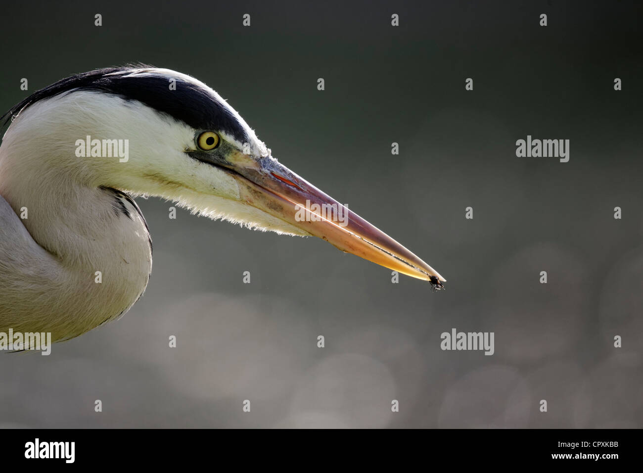 Airone cenerino, Ardea cinerea, singolo uccello colpo alla testa con beetle, Warwickshire, Maggio 2012 Foto Stock