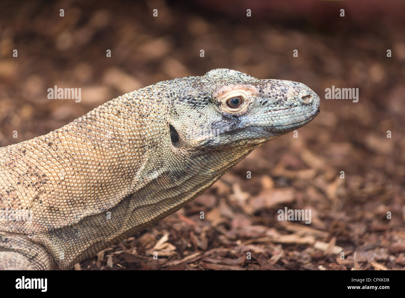 Drago di Komodo, Varanus komodoensis. Foto Stock