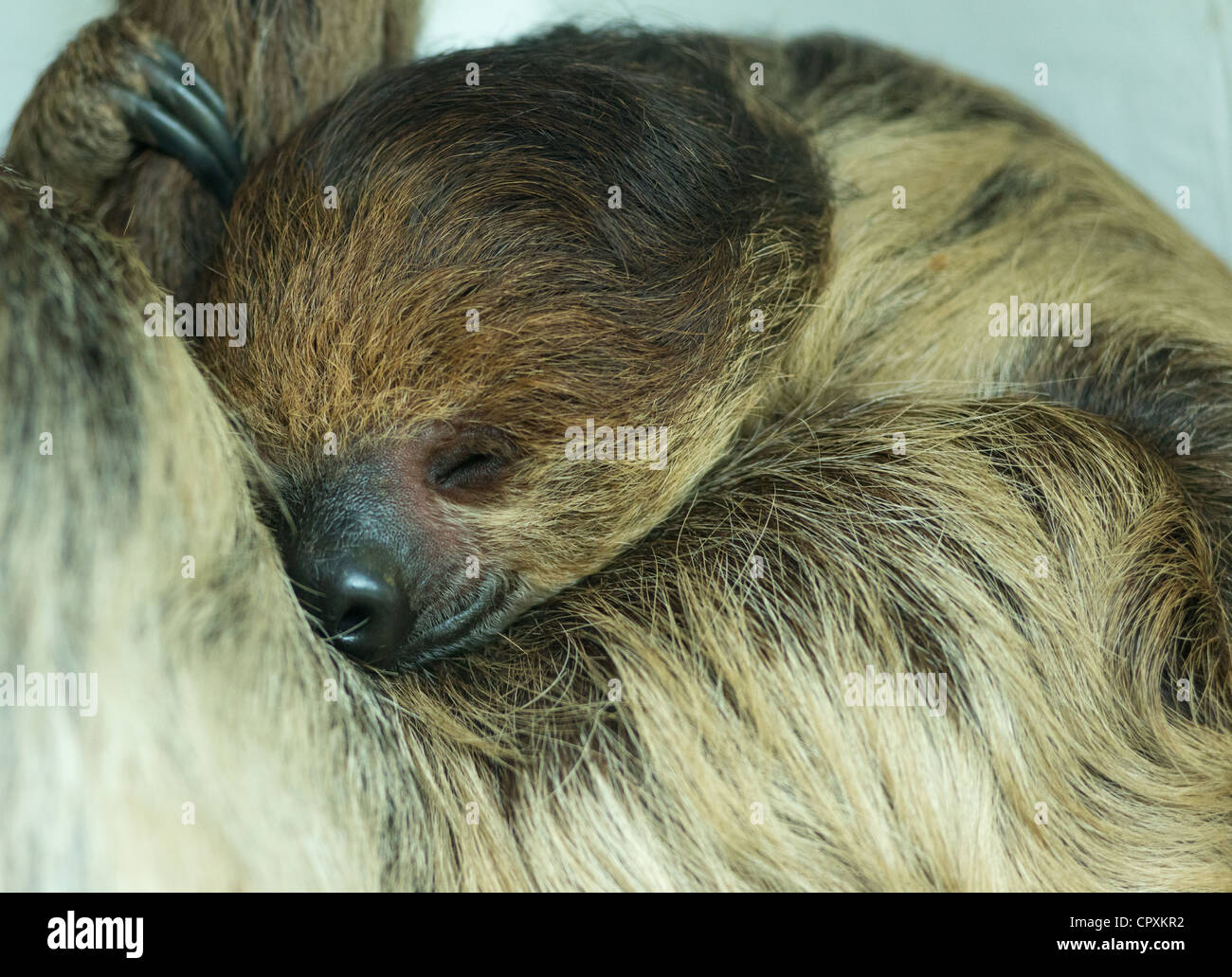 Sleeping Hoffmann le due dita bradipo Choloepus hoffmanni. Foto Stock