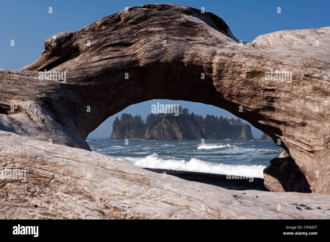 Pile di mare e Driftwood sulla spiaggia Rialto, nei pressi di La Push, Stati Uniti di Washington Foto Stock