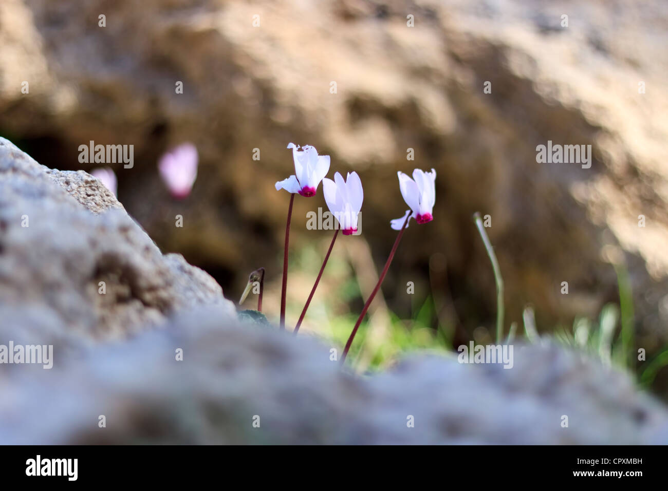 Ciclamino cyprium (Cipro ciclamino) fiori selvatici che crescono su una roccia, la penisola di Akamas, Cipro Foto Stock