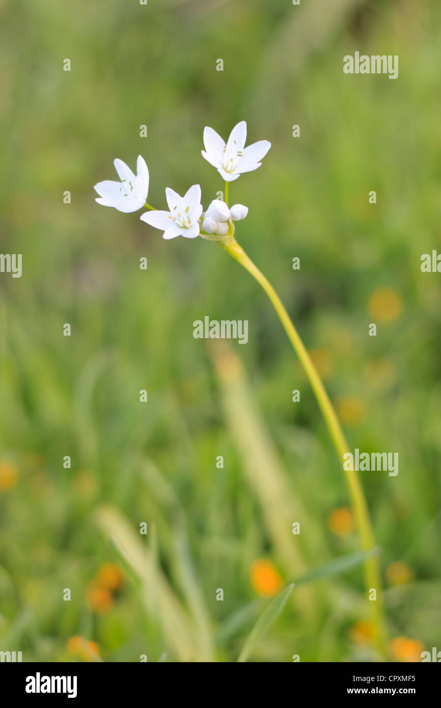 Allium neapolitanum (Napoli, aglio Daffodil aglio), ampia diffusione di fiori selvatici nella penisola di Akamas, Cipro Foto Stock