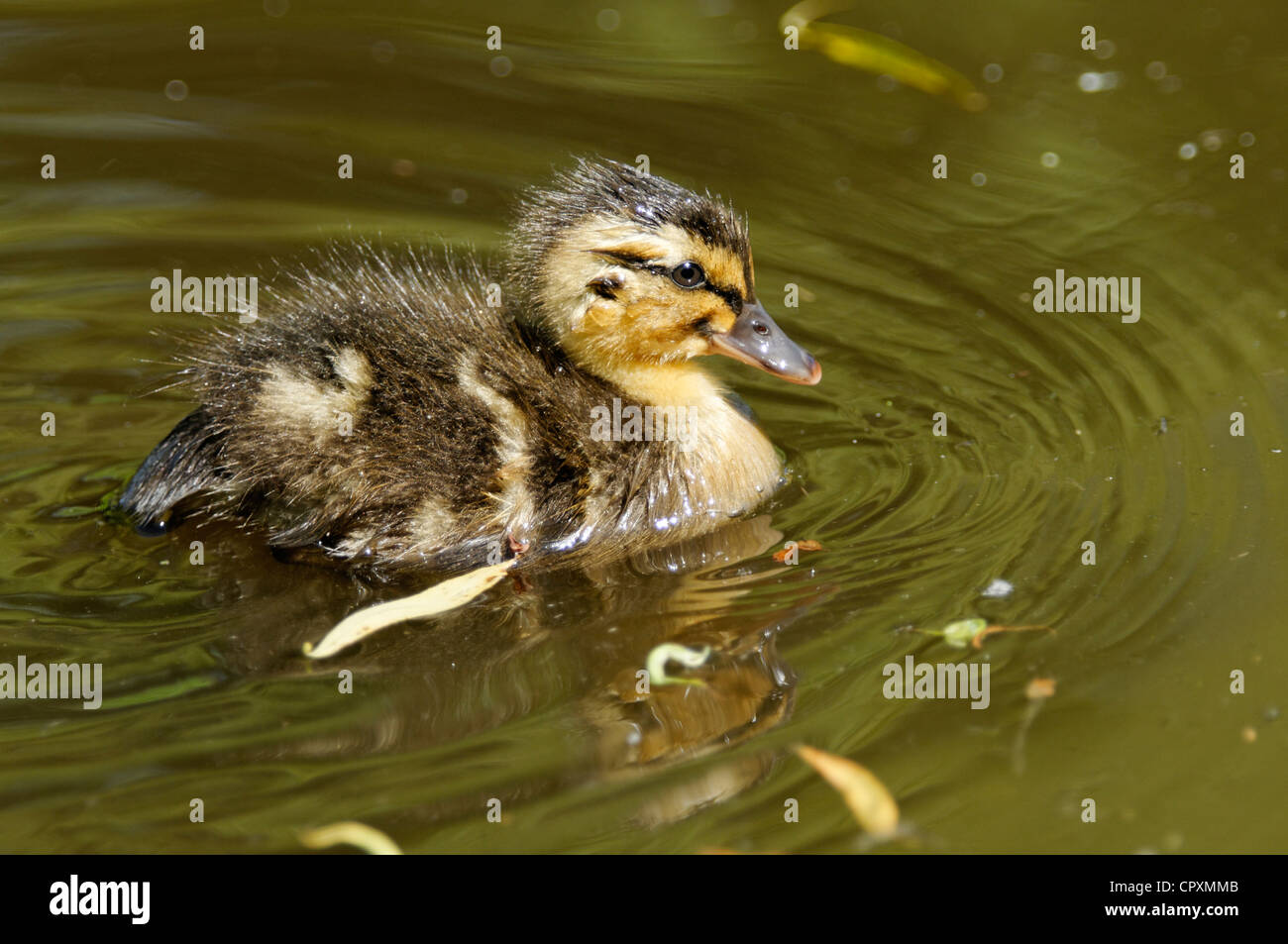 Una chiusura di un pulcino Mallard Foto Stock