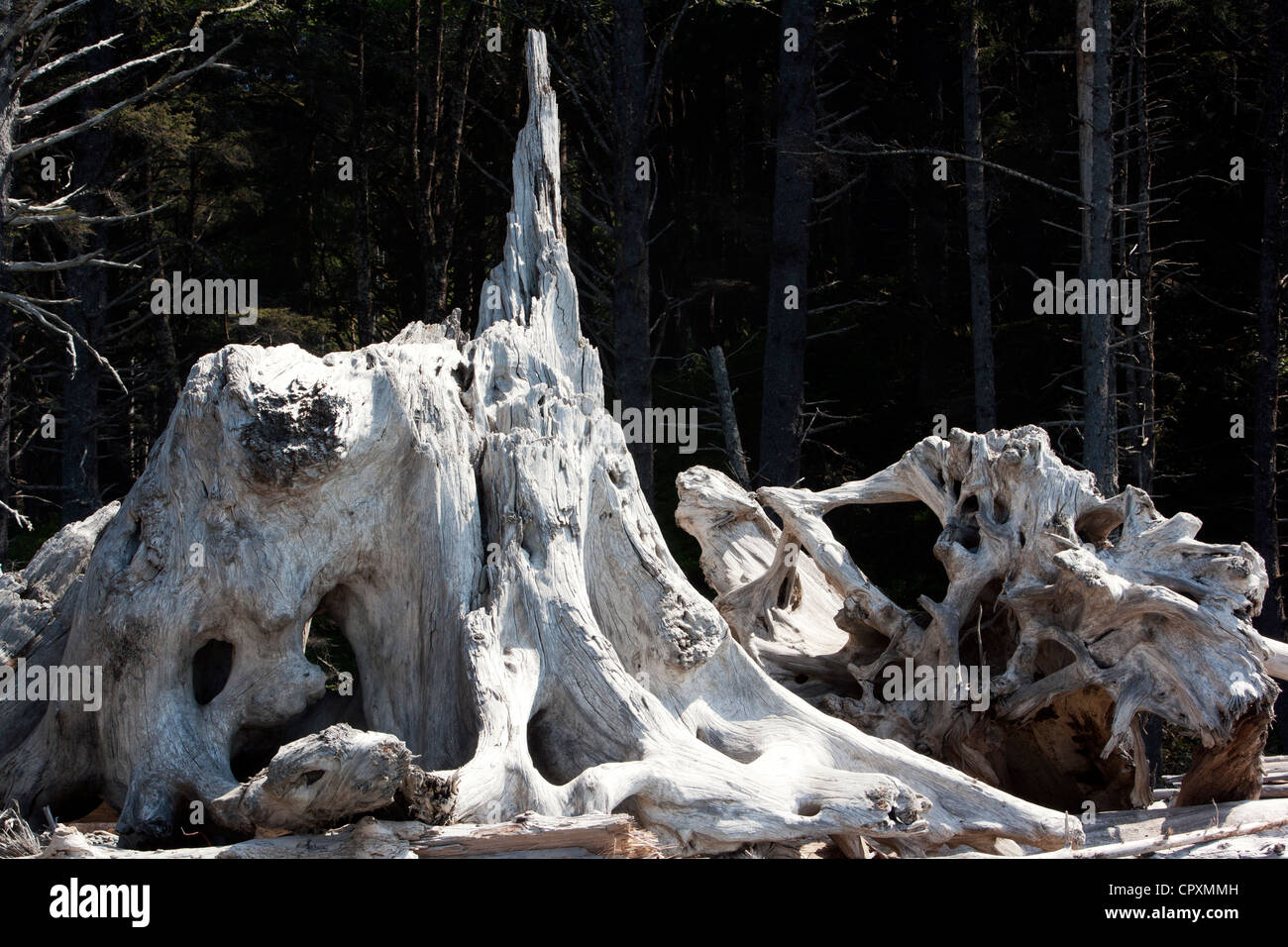 Driftwood sulla spiaggia Rialto, nei pressi di La Push, Stati Uniti di Washington Foto Stock