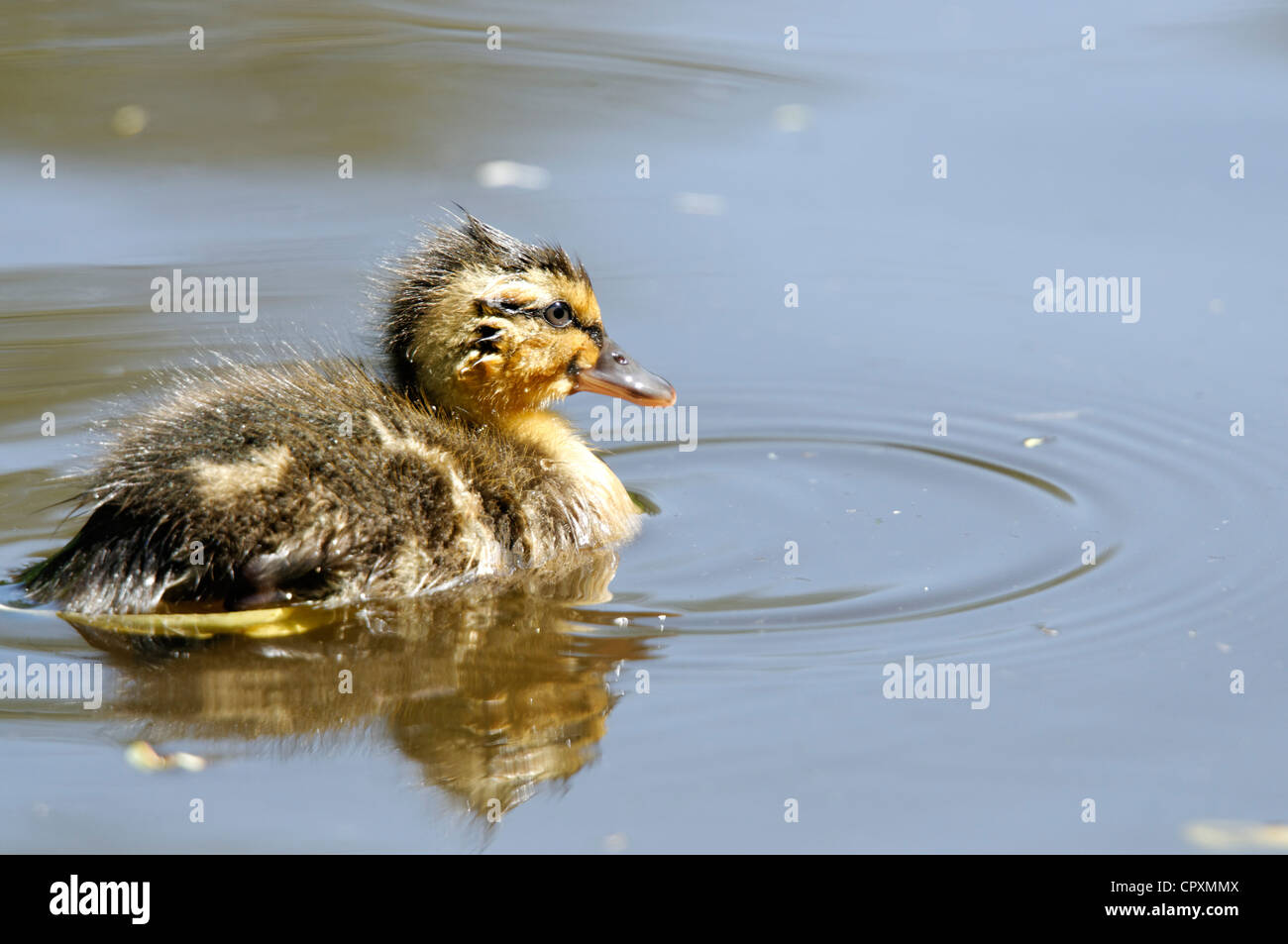 Una chiusura di un pulcino Mallard Foto Stock