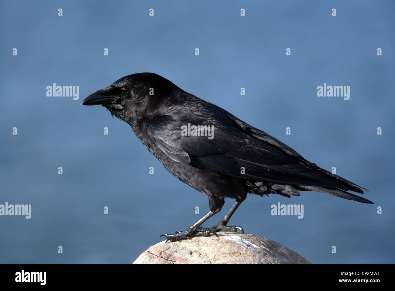 American Crow - La spinta, Stati Uniti di Washington Foto Stock