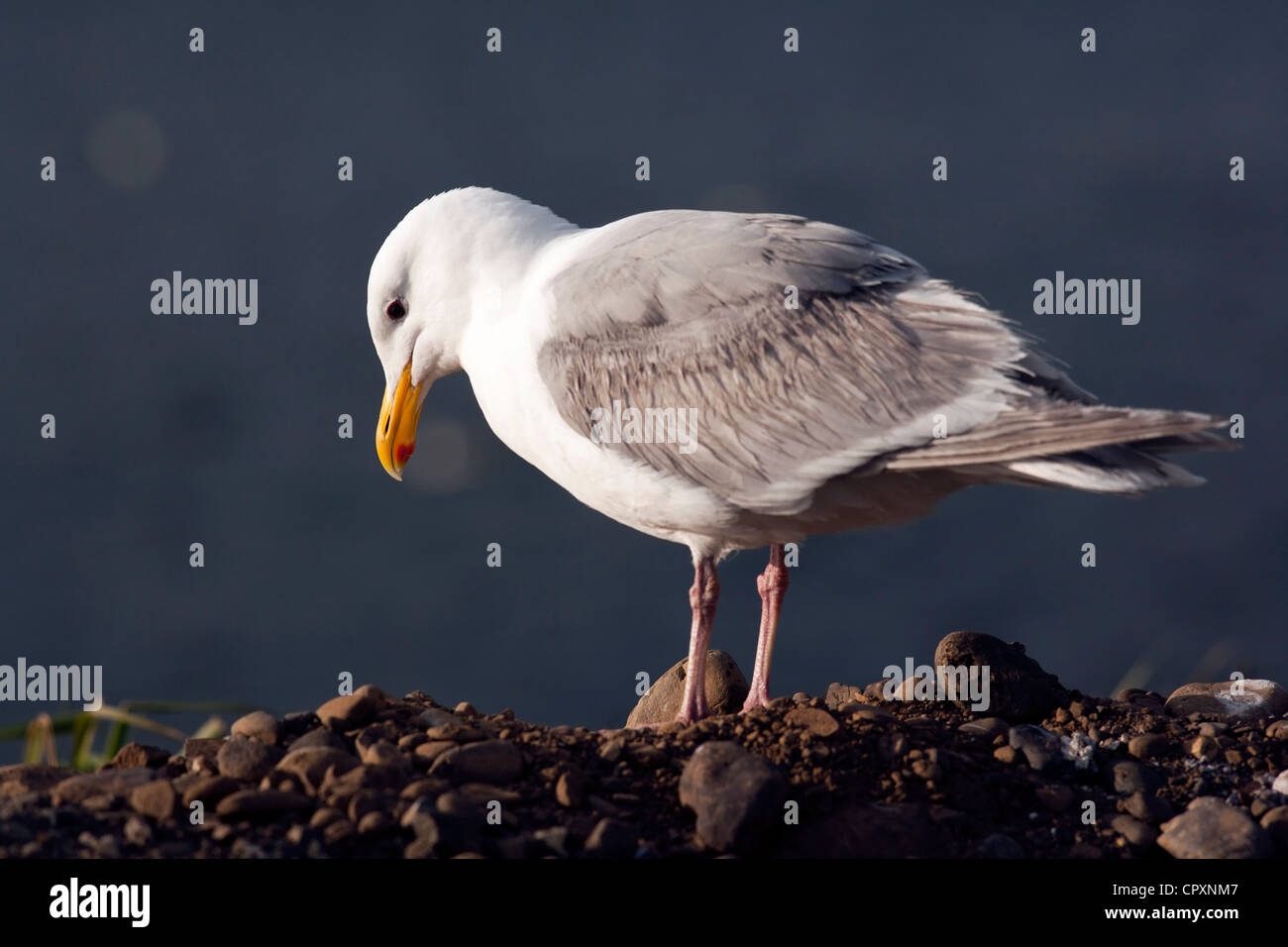Glaucous-winged Gull - La spinta, Stati Uniti di Washington Foto Stock