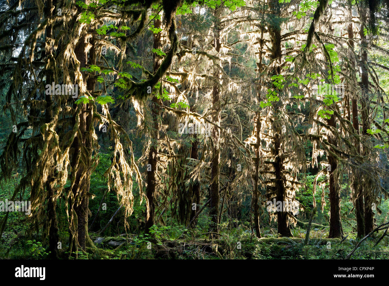 Hoh Rainforest - Parco nazionale di Olympic, vicino a forche, Washington, Stati Uniti d'America Foto Stock