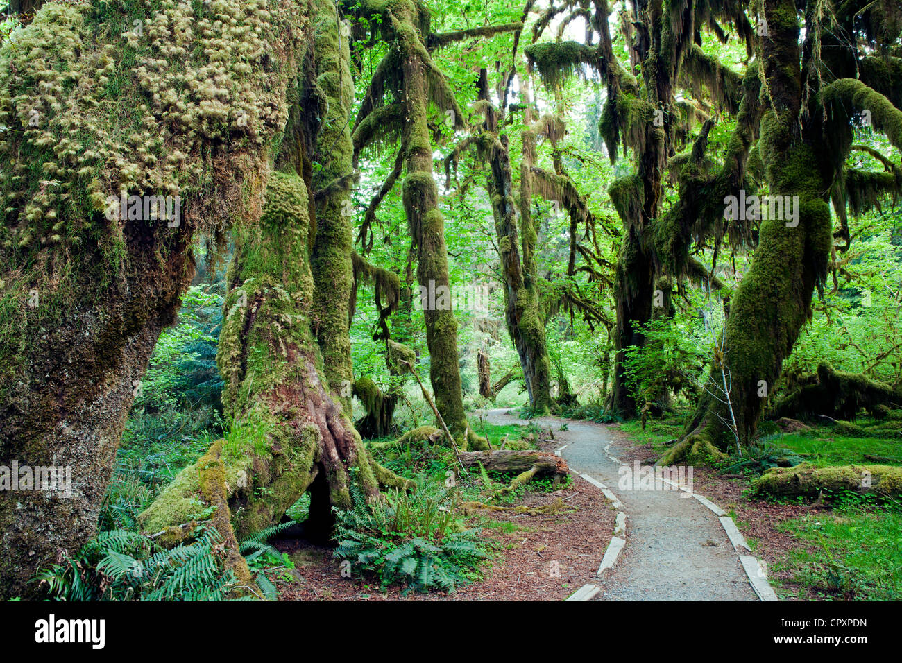 Hoh Rainforest - Parco nazionale di Olympic, vicino a forche, Washington, Stati Uniti d'America Foto Stock