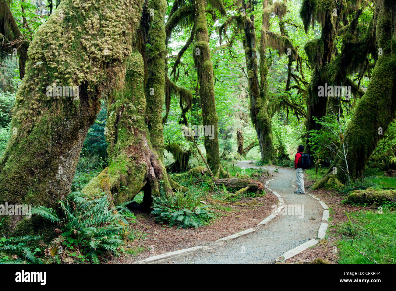 Hoh Rainforest - Parco nazionale di Olympic, vicino a forche, Washington, Stati Uniti d'America Foto Stock