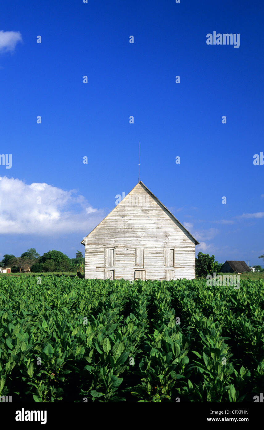 Cuba, Pinar del Rio Provincia, tabacco fienile e un campo di tabacco Foto Stock