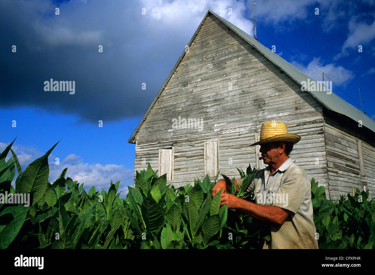 Cuba, Pinar del Rio Provincia, tabacco vogatore nella parte anteriore di un fienile di tabacco Foto Stock