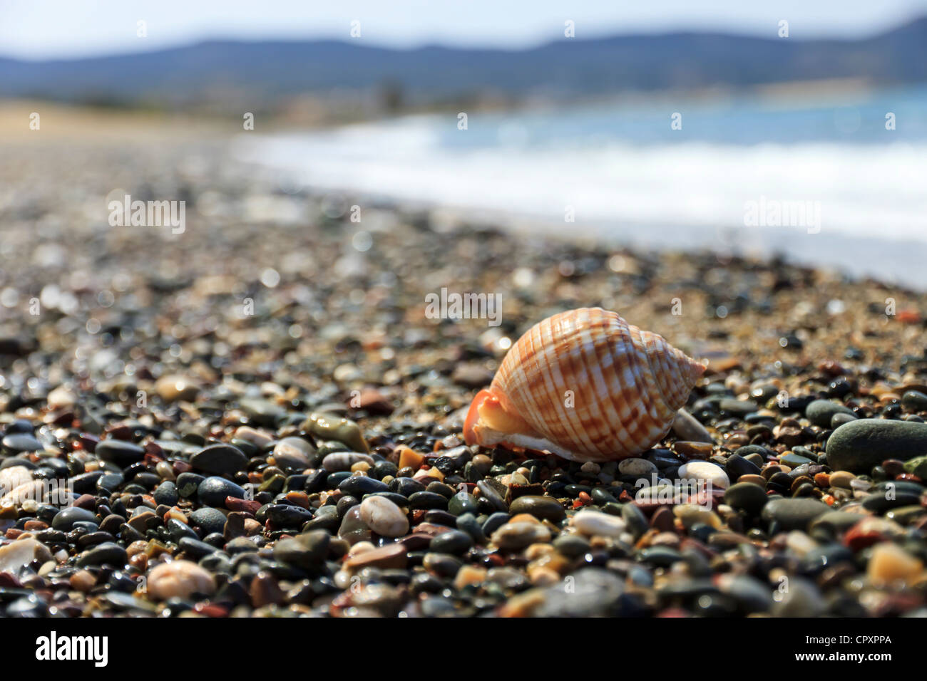 Guscio Cowrie sulla spiaggia Foto Stock