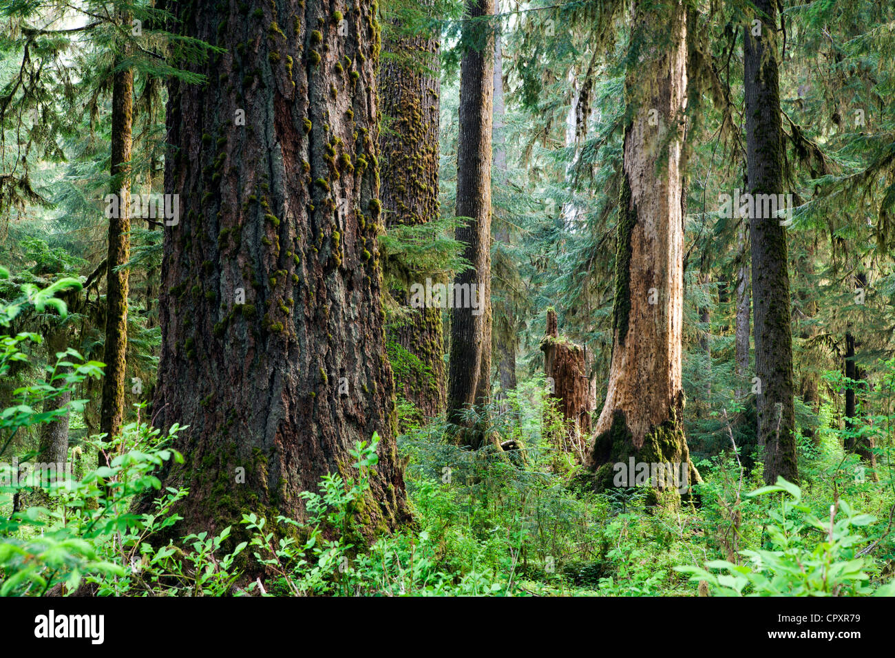 Hoh Rainforest - Parco nazionale di Olympic, vicino a forche, Washington, Stati Uniti d'America Foto Stock