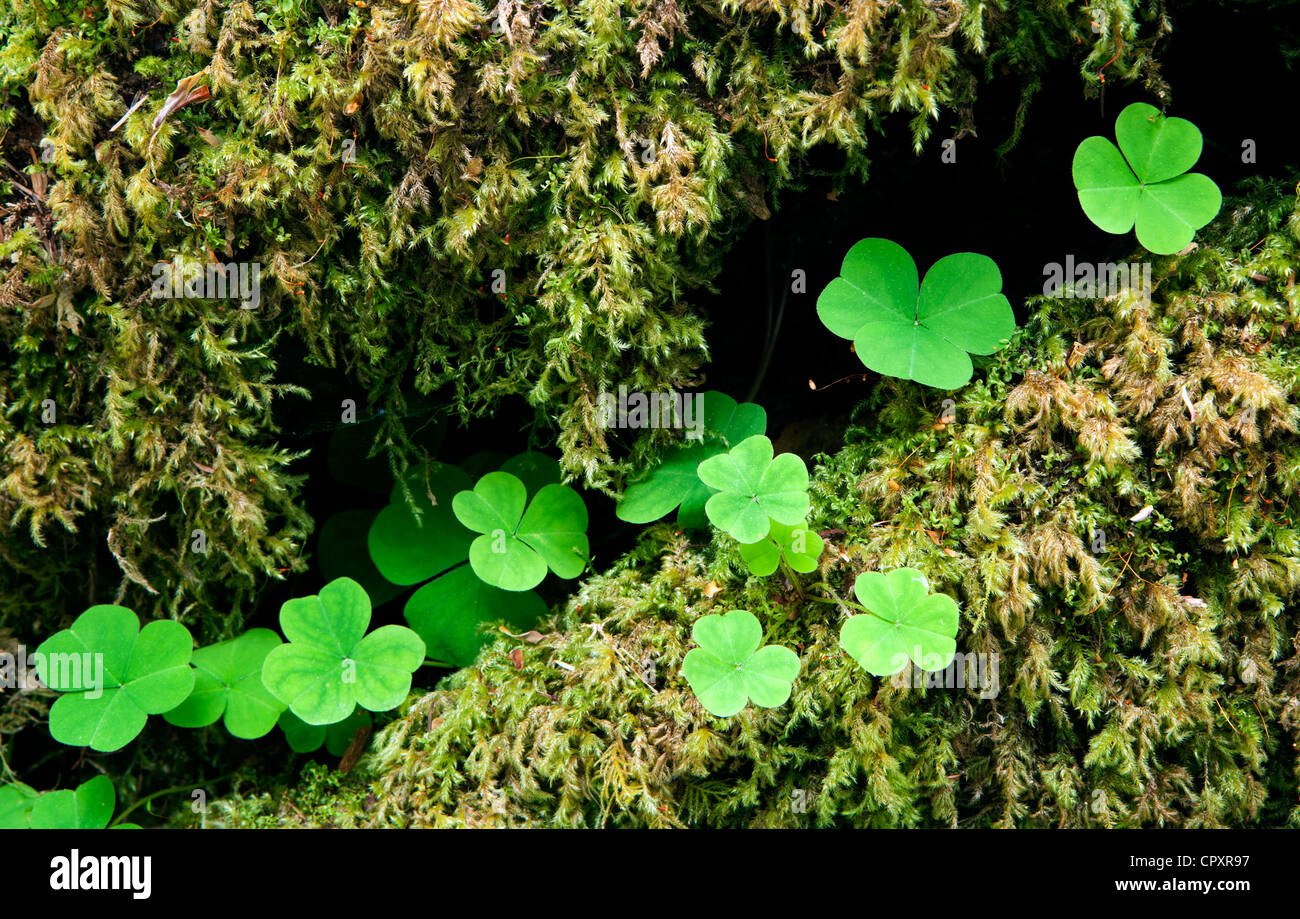 Redwood Sorrel - Hoh Rainforest - Parco nazionale di Olympic, vicino a forche, Washington, Stati Uniti d'America Foto Stock