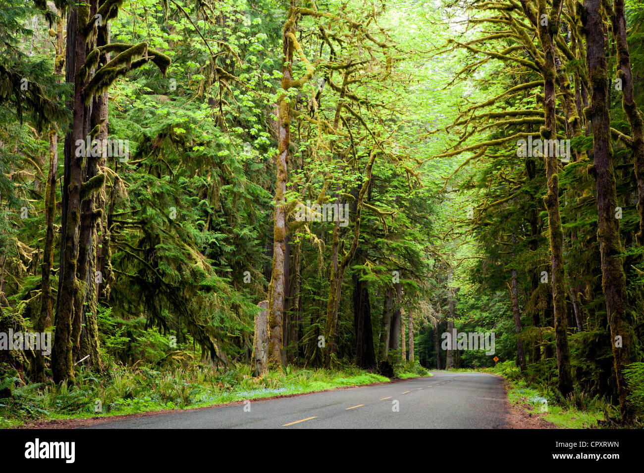 La strada attraverso la foresta lussureggiante da Crescent Lake - Parco nazionale di Olympic vicino a Port Angeles, Stati Uniti di Washington Foto Stock
