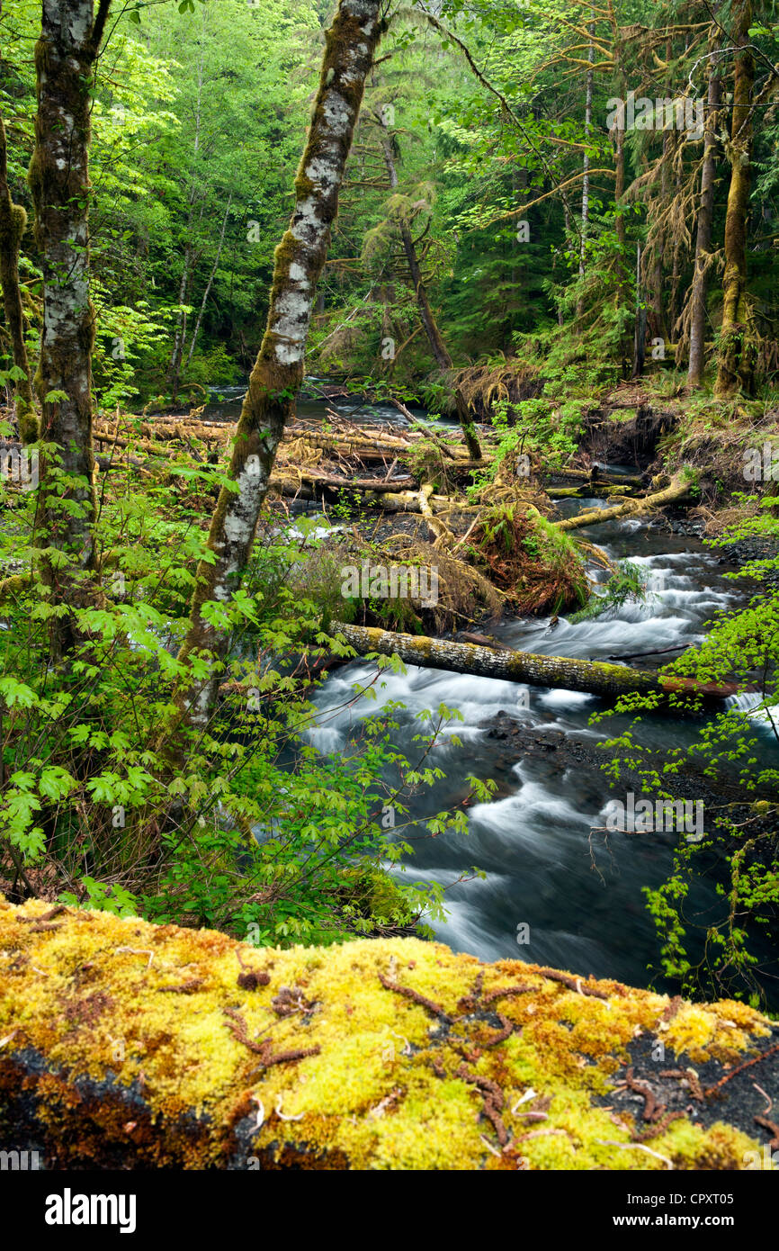 Barnes Creek vicino a Crescent Lake - Parco nazionale di Olympic, vicino a Port Angeles, Stati Uniti di Washington Foto Stock