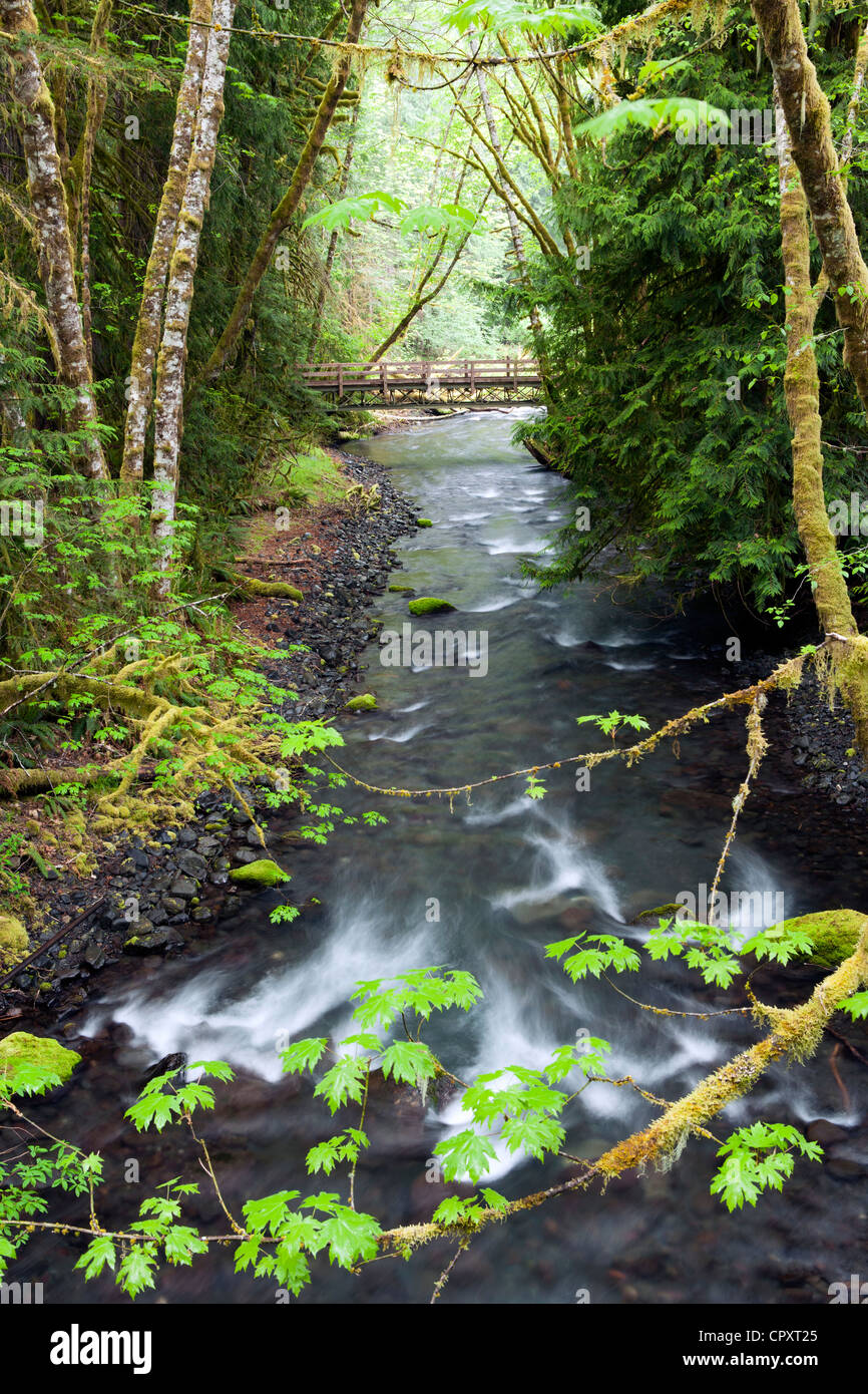 Barnes Creek vicino a Crescent Lake - Parco nazionale di Olympic, vicino a Port Angeles, Stati Uniti di Washington Foto Stock