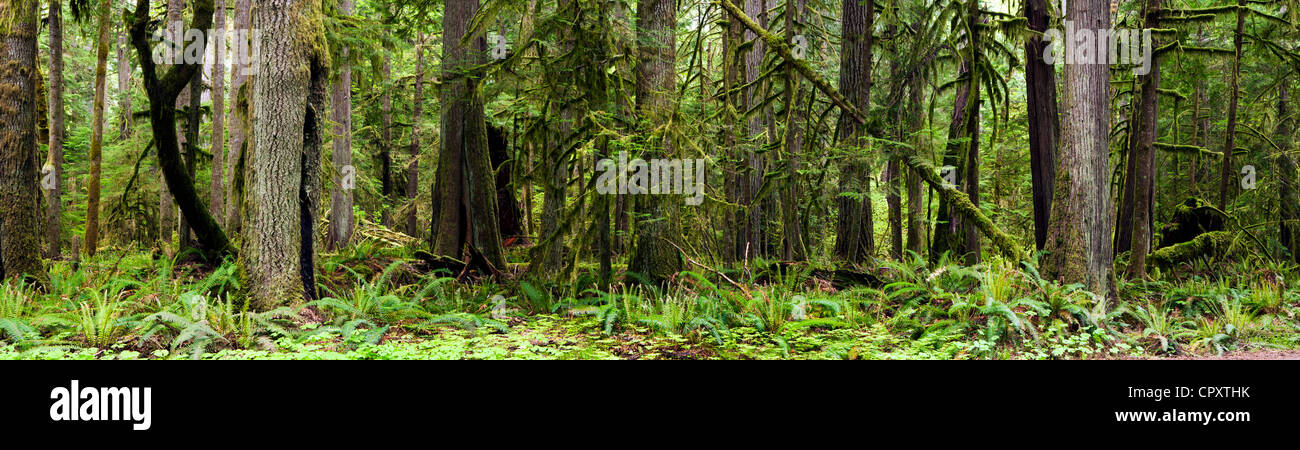 Vecchia Foresta Panoramica immagine composita - vicino a Crescent Lake - Parco nazionale di Olympic, Washington, Stati Uniti d'America Foto Stock