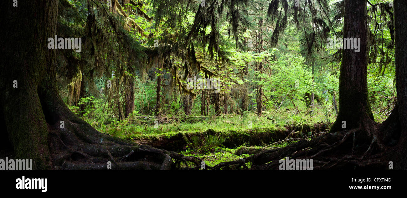 Hoh Rainforest Panoramica immagine composita - Parco nazionale di Olympic, vicino a forche, Washington, Stati Uniti d'America Foto Stock