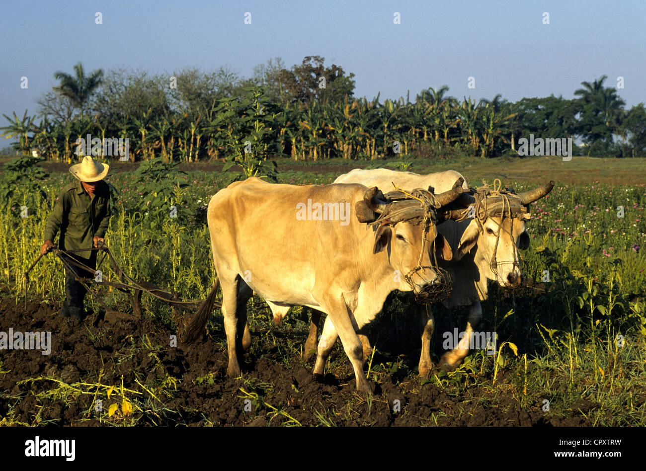 Cuba, provincia di Villa Clara, lavoro contadino nel suo campo con un aratro di oscillazione tirato da ox Foto Stock