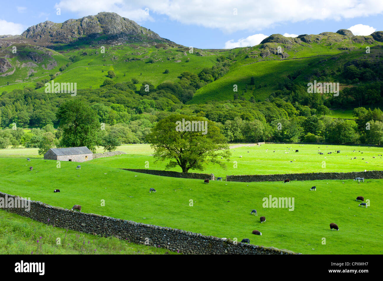 Herdwick pecore a hill farm smallholding nel Parco Nazionale del Distretto dei Laghi, Cumbria, Regno Unito Foto Stock