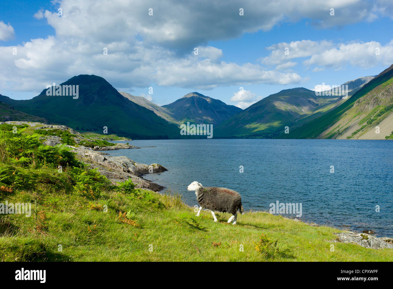 Herdwick tradizionale pascolo di ovini da strada a Wastwater nel Parco Nazionale del Distretto dei Laghi, Cumbria, Regno Unito Foto Stock