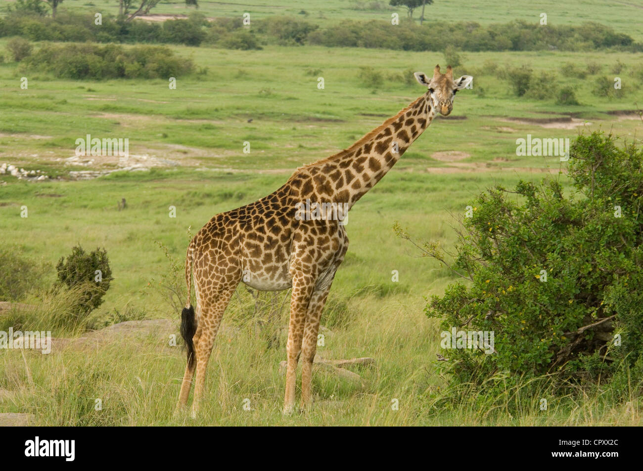 Masai giraffe da acacia Foto Stock