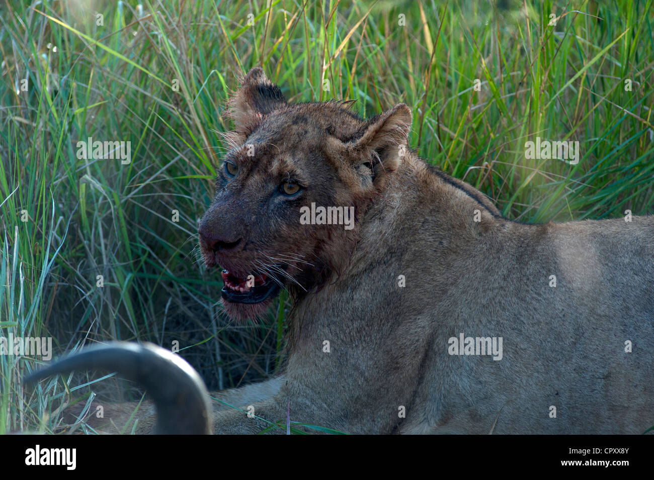 Leoni africani (Panthera leo) divorando un kill in Sabi Sand Game Reserve, Kruger National Park, Sud Africa. Foto Stock