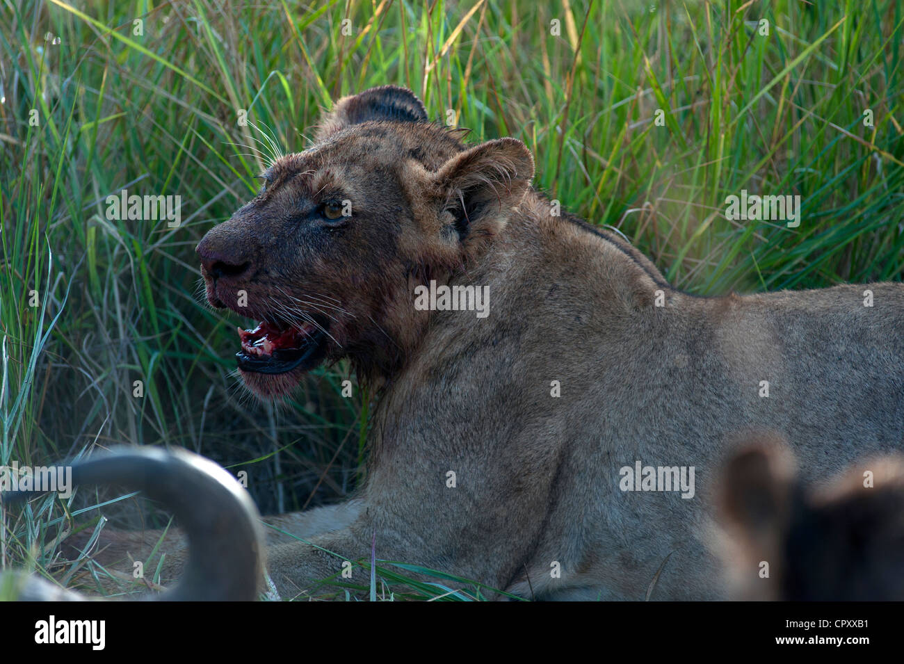 Leoni africani (Panthera leo) divorando un kill in Sabi Sand Game Reserve, Kruger National Park, Sud Africa. Foto Stock