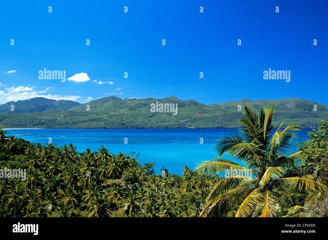Repubblica Dominicana, provincia di Samana, Playa El Rincon, piantagione di cocco Foto Stock