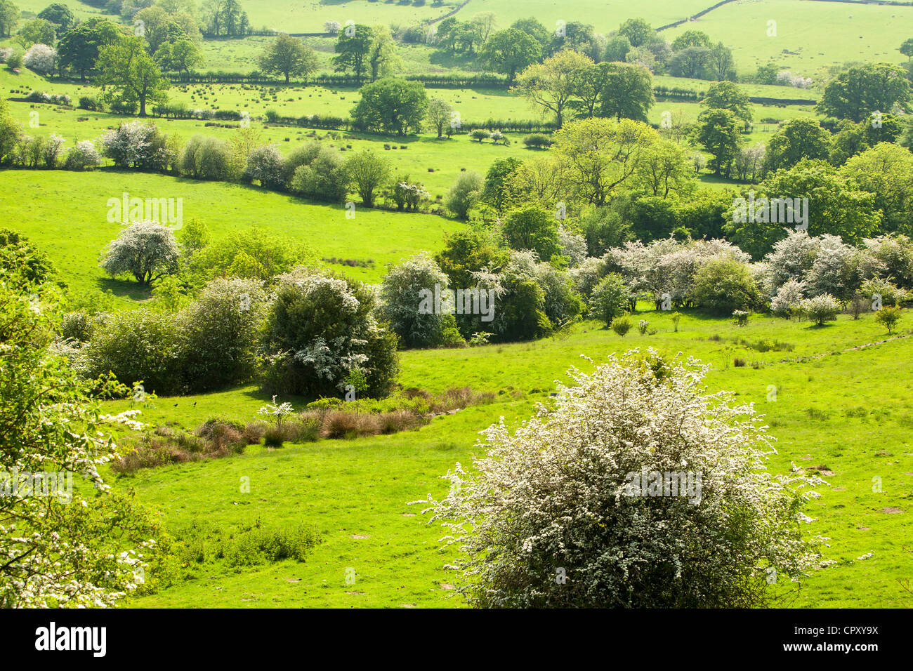 La campagna di Cheshire nella periferia di Macclesfield, Cheshire, Regno Unito. Foto Stock