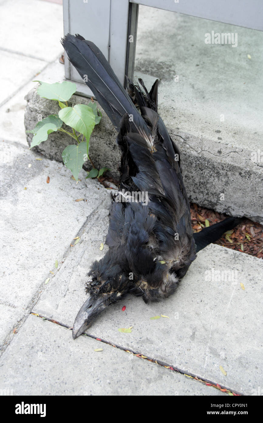 Un cadavere di dead crow Foto Stock