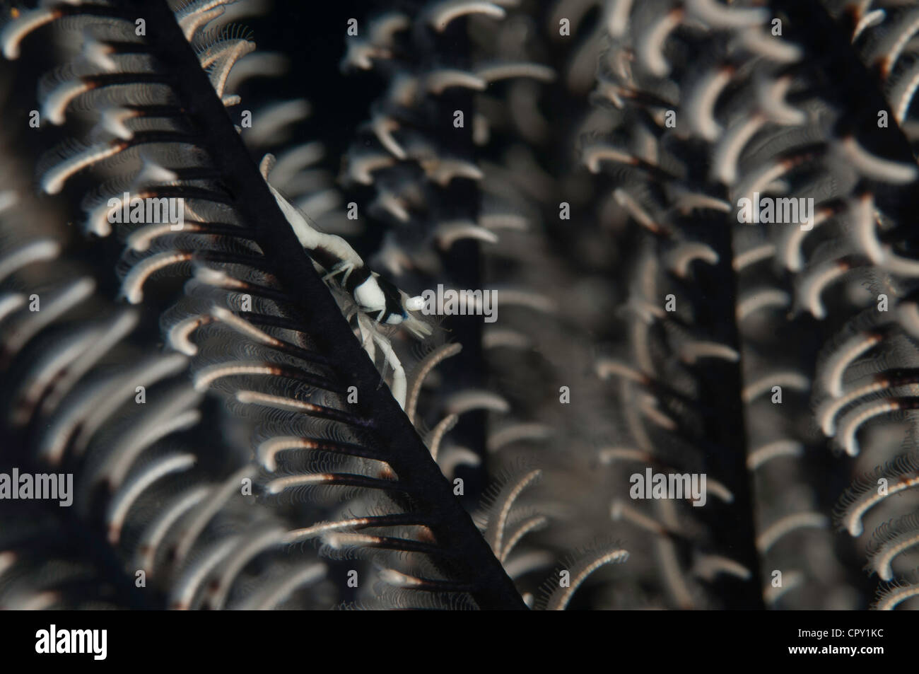 Crinoide gamberetti su crinoide a Bali, in Indonesia Foto Stock