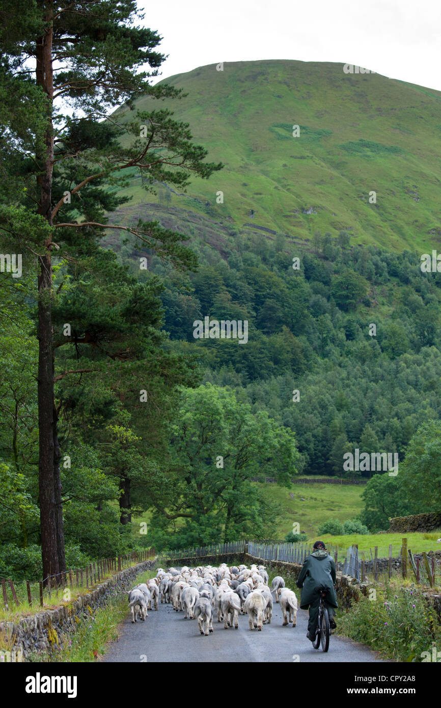 Herdwick pecore con pastore da Westhead Farm mediante Thirlmere nel Parco Nazionale del Distretto dei Laghi, Cumbria, Regno Unito Foto Stock