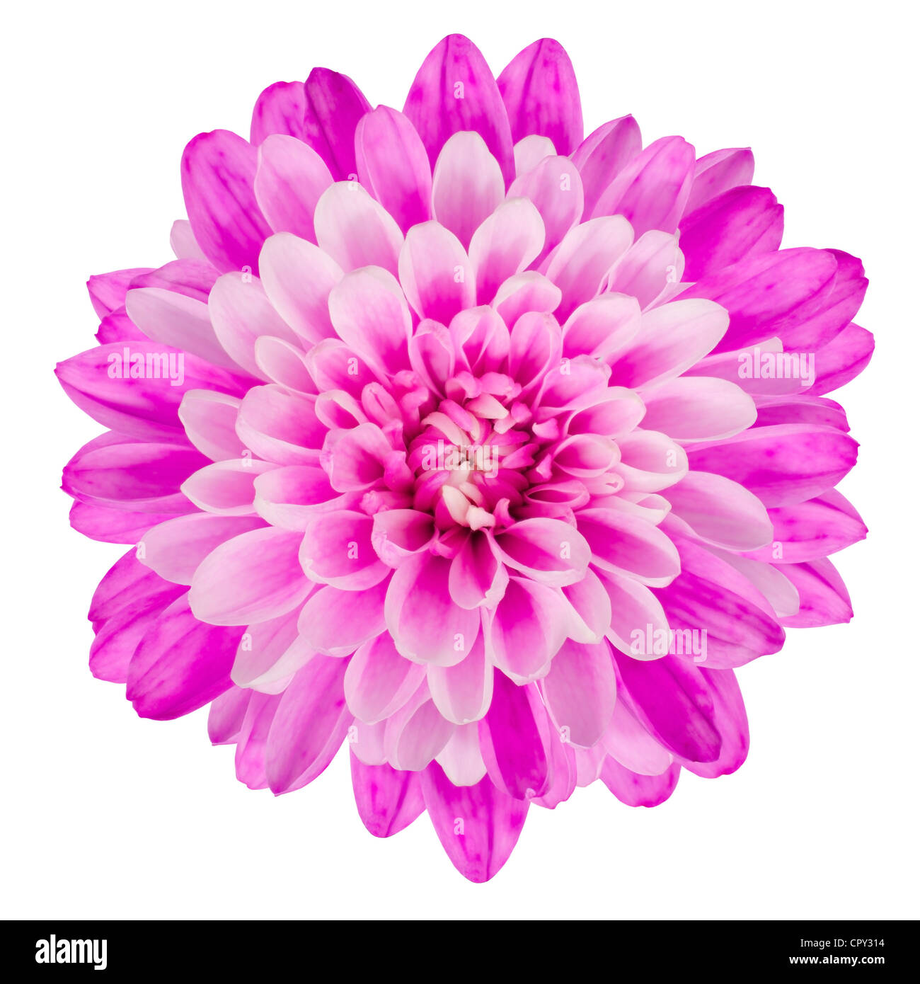 Crisantemo rosa fiore isolato su sfondo bianco. Macro Closeup Foto Stock