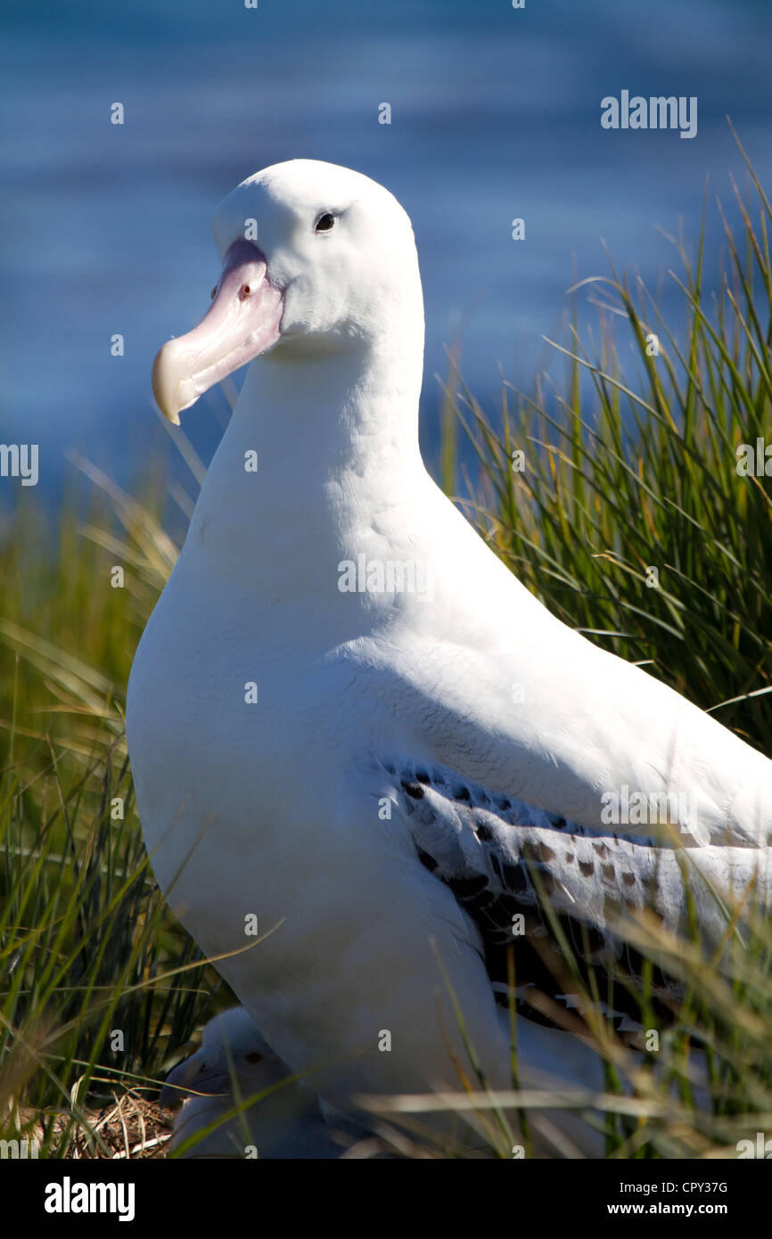 Adulto Royal Albatross con ceci su nido, Prion Island, Georgia del Sud Foto Stock