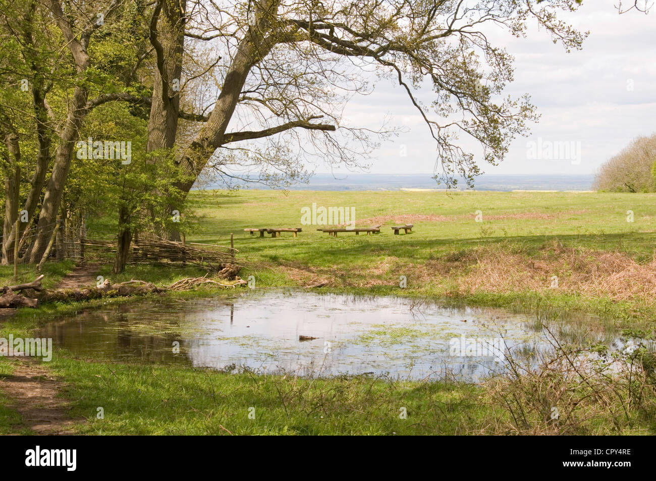 Bucks -Aston Rowant - Stagno di rugiada - primavera - la luce del sole e ombre Foto Stock