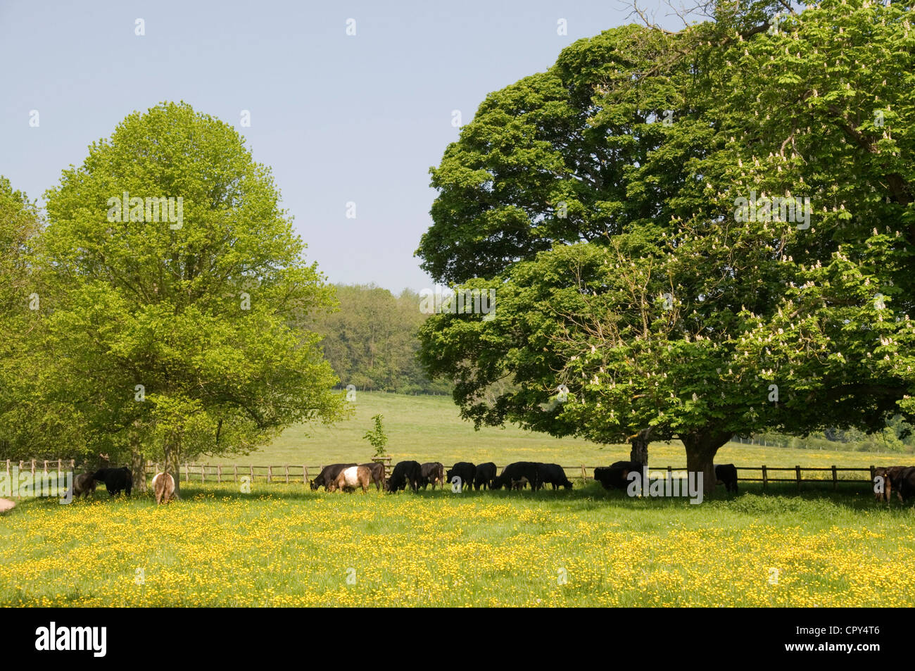 Il pascolo di bestiame sotto gli alberi ombreggiati in estate foglia - in un campo di giallo renoncules - Luce solare - cielo blu Foto Stock