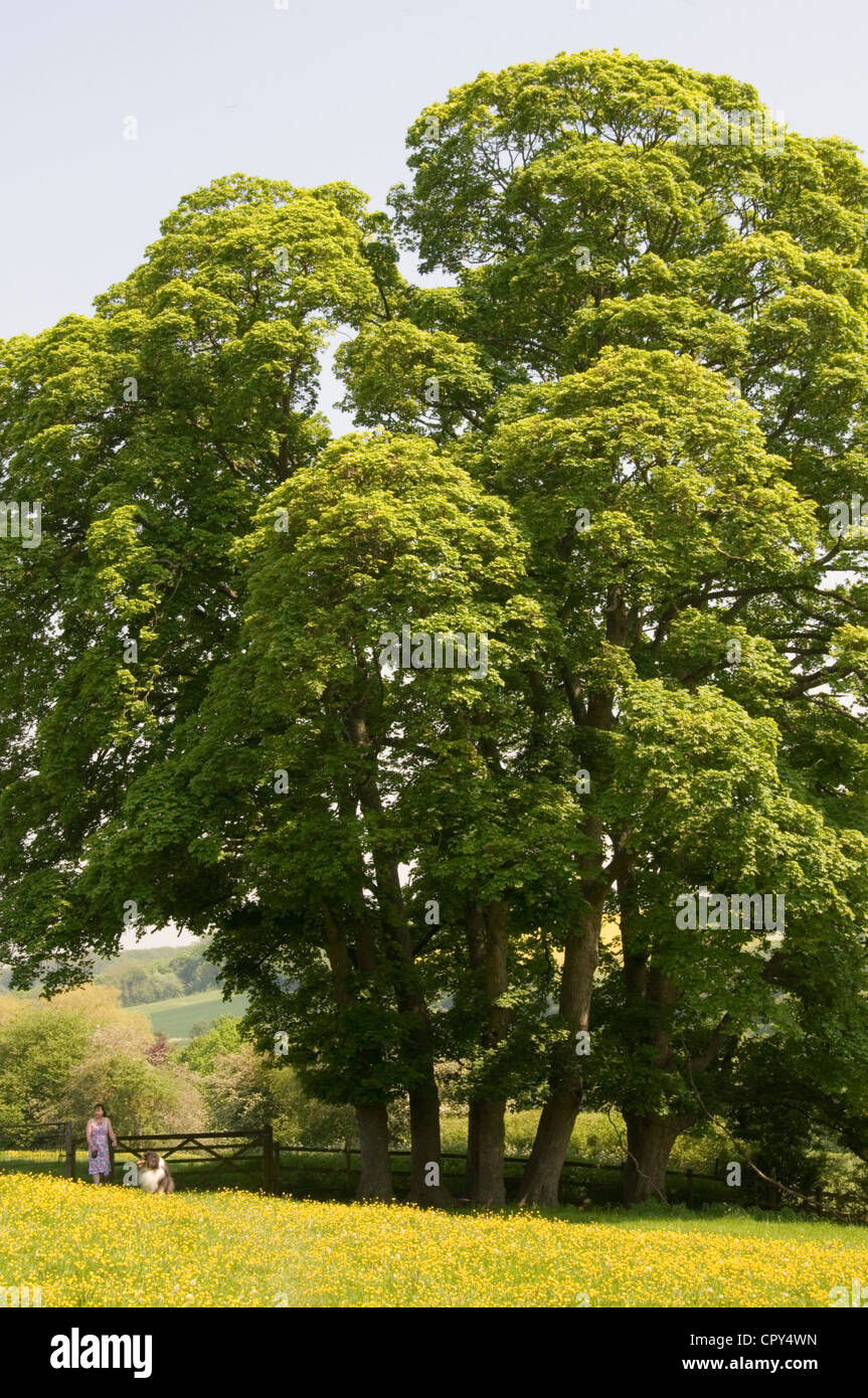 Bucks - Hughenden - imponenti stand di alberi a foglia completo - il ricovero di un sentiero attraverso il campo di renoncules - Luce solare blu cielo Foto Stock
