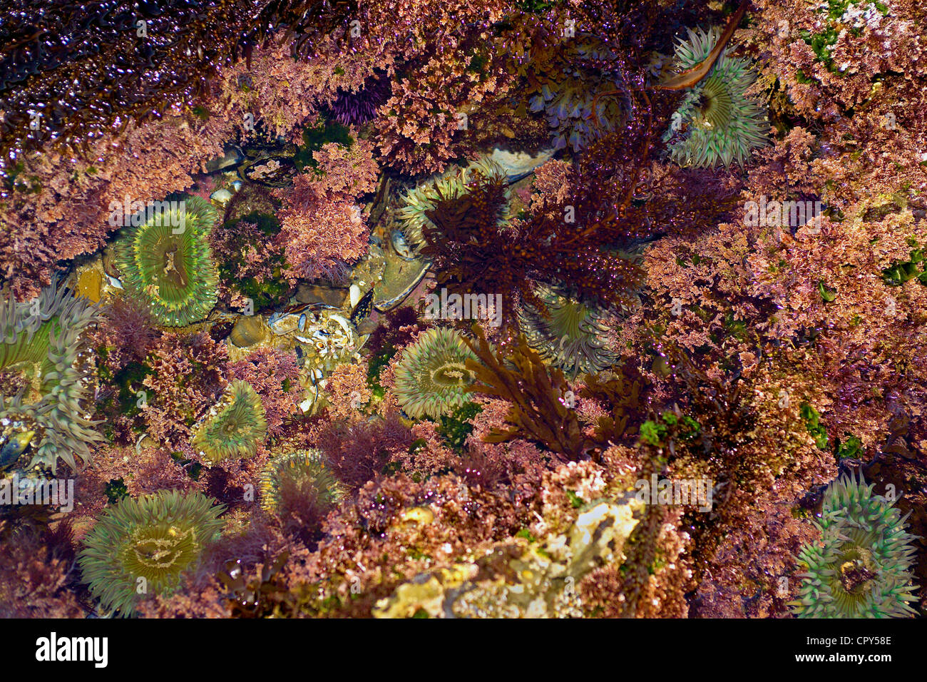 Verde anemoni di mare sono tra i colori del mare vita trovati in Oceano Pacifico tidepools a corona piccola spiaggia della città di Newport Beach, nel sud della California, Stati Uniti d'America. Foto Stock