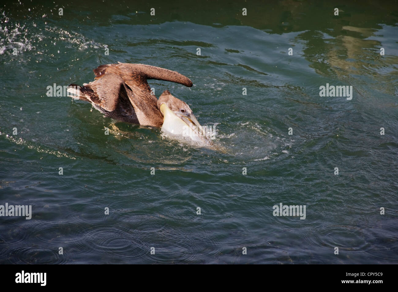 Un pellicano riempie il suo golare gola sacchetto con pesce di acqua salata e come egli si immerge nel Banderas Bay in Nayarit, Messico. Foto Stock